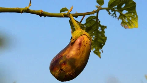 Eggplant on the tree Stock-Footage 230211849