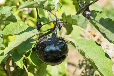 Eggplant tree in garden Stock Photos
