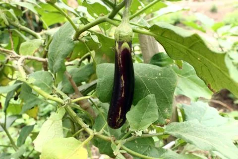 Eggplant on tree Foto stock