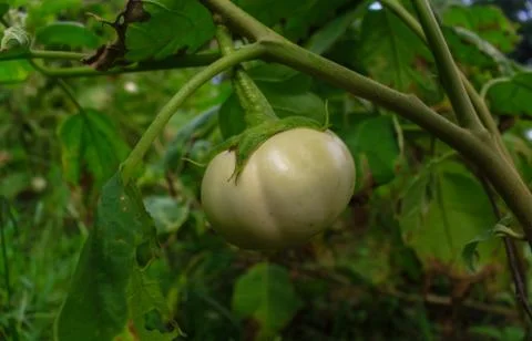 Eggplant on the tree. Stock Photos