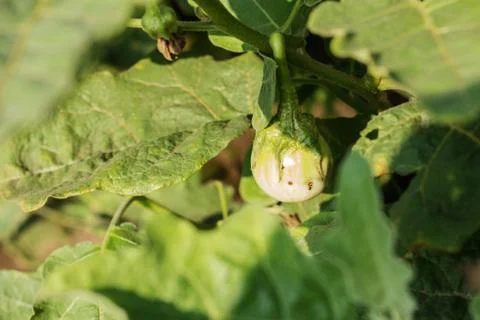Eggplant on a tree. Stock Photos