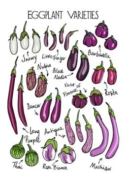 Eggplant varieties print Stock Illustration