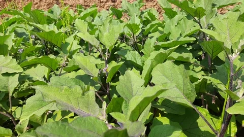 Eggplant in the vegetable farm. Stock Footage 137688951