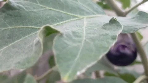 Eggplant is a vegetable Stock Footage 280271631