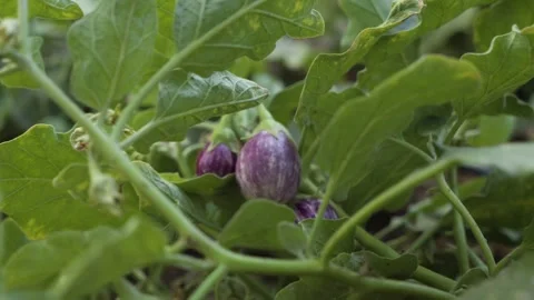Eggplant in a vegetable garden in a desert oasis, in Bahrain Stock Footage 245200558
