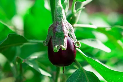 Eggplant vegetable Stock Photos