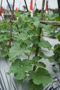 Eggplant vegetable plant Stock Photos
