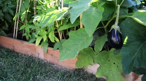 Eggplant on a vine. Vídeos de archivo 54312806