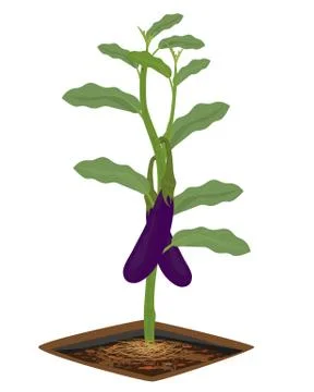 Eggplant on white background vector design Stock Illustration