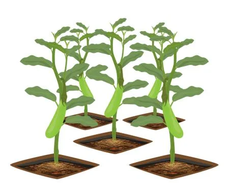 Eggplant on white background vector design Stock Illustration