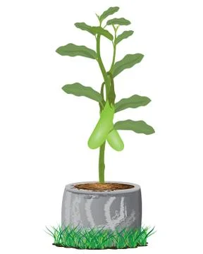 Eggplant on white background vector design Stock Illustration