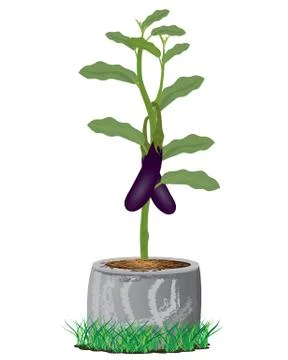 Eggplant on white background vector design Stock Illustration