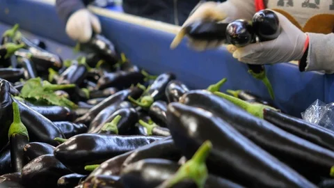 Eggplants are on the shelf and packaging by female workers. Stock Footage 124956209