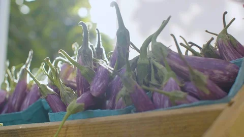 Eggplants arrange in vegetable display crate Stock Footage 87808616