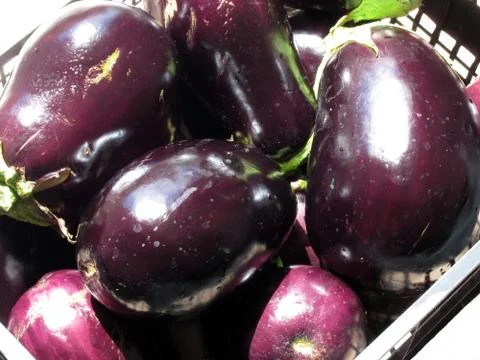 Eggplants background Stock Photos