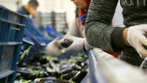 Eggplants being sorted  and packaging by female workers Stock Footage 124956106