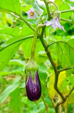 Eggplants in garden. Stock Photos