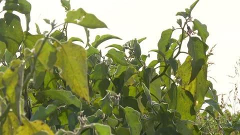 Eggplants green bush 2 Video stock 311646383