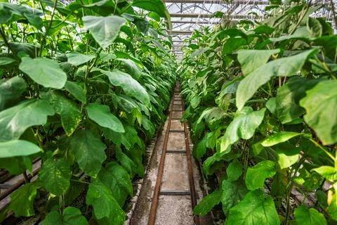 Eggplants growing in a greenhouse Fotos de archivo