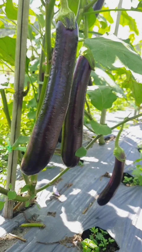 Eggplants hang ripe on leafy vines 스톡 동영상 346265312