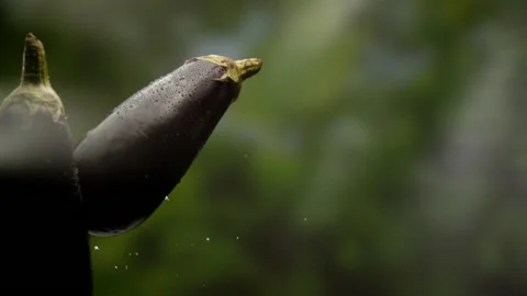 Eggplants jumping in the air in slow motion Stock Footage 156787156