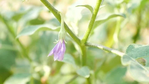 Eggplants in nature. Stock Footage 86065338