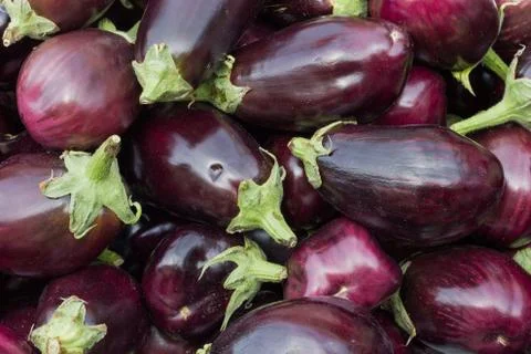 Eggplants Stock Photos