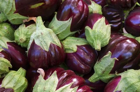 Eggplants Stock Photos