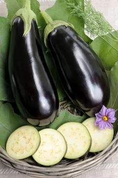 Eggplants. Stock Photos