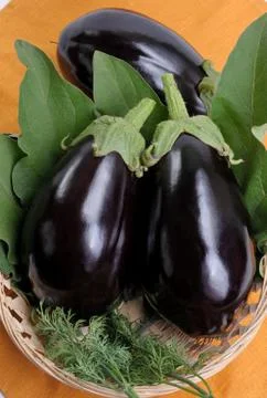 Eggplants. Stock Photos