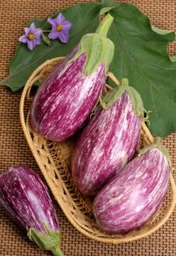 Eggplants. Stock Photos