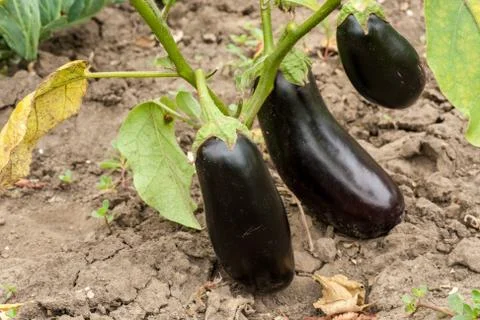 Eggplants Foto stock