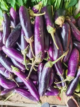 Eggplants Stock Photos