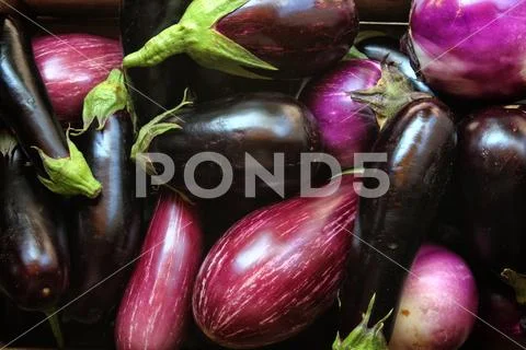 Eggplants ready for sale in the store, organic farming Stock Photos