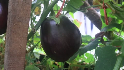 Eggplants in a small greenhouse Stock Footage 247340085