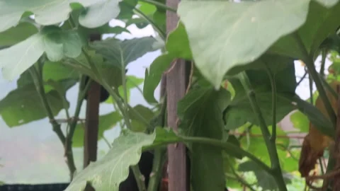Eggplants in a small greenhouse Stock Footage 247340358
