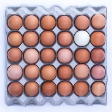 Eggs and egg panel Stock Photos