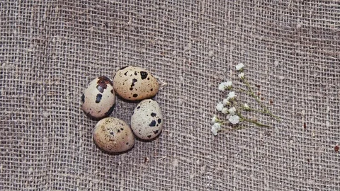 Eggs and flowers Stock-Footage 73433151