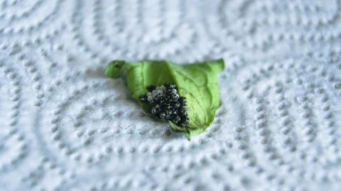 Eggs and hatched stink bug nymphs Video stock 327224883