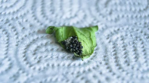 Eggs and hatched stink bug nymphs Video stock 327224886