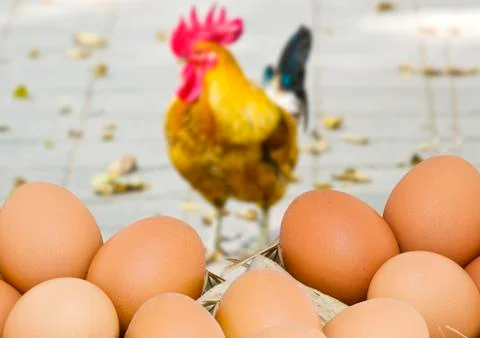 Eggs and hen Foto stock