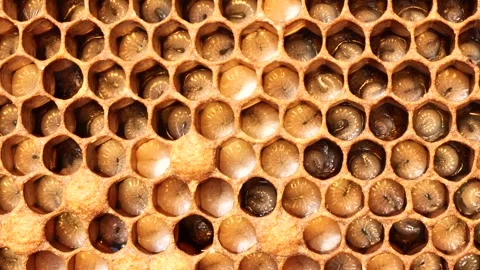 Eggs and larvae of future honey bees. Stock Footage 344942247