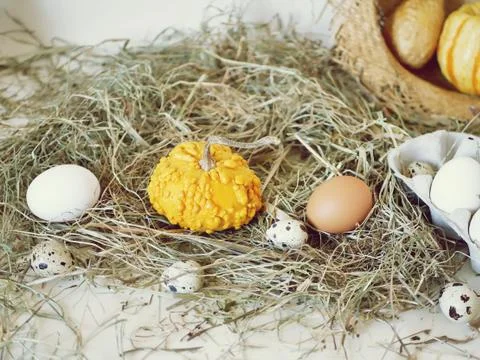 Eggs and quail eggs in a package, pumpkins ,  hay, Easter concept Stock Photos