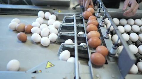 Eggs are being sorted on a conveyor belt in a poultry processing plant. Workers Stock Footage 330912727