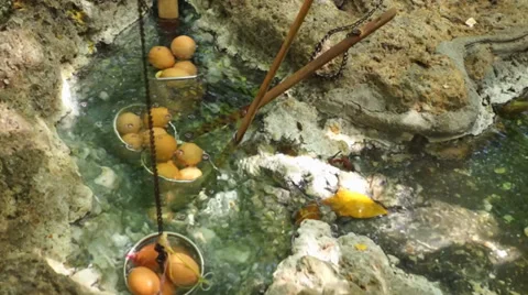 Eggs that are boiled in a hot spring Stock Footage 39363089