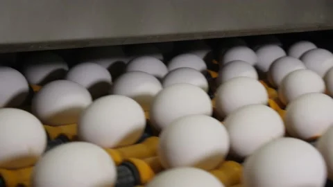 Eggs are Decontaminated by Ultraviolet Rays Stock Footage 134283937