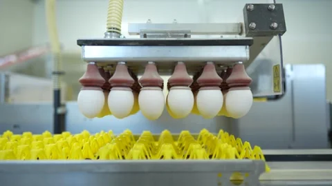 Eggs are moved along a conveyor belt in an egg processing plant. The machine Stock Footage 330912767