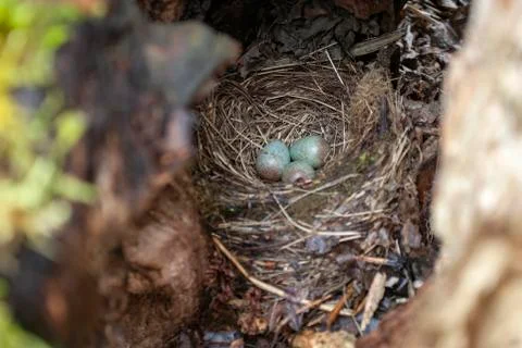 The eggs that are in the nest Stock Photos