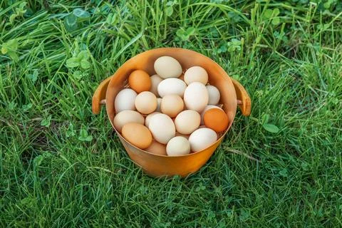 Eggs are one of the most nutritious and versatile foods in the world. Stock Photos