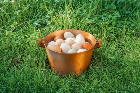 Eggs are one of the most nutritious and versatile foods in the world. Stock Photos